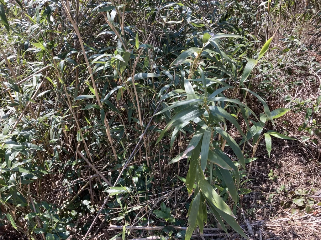 貰える七夕の笹の葉