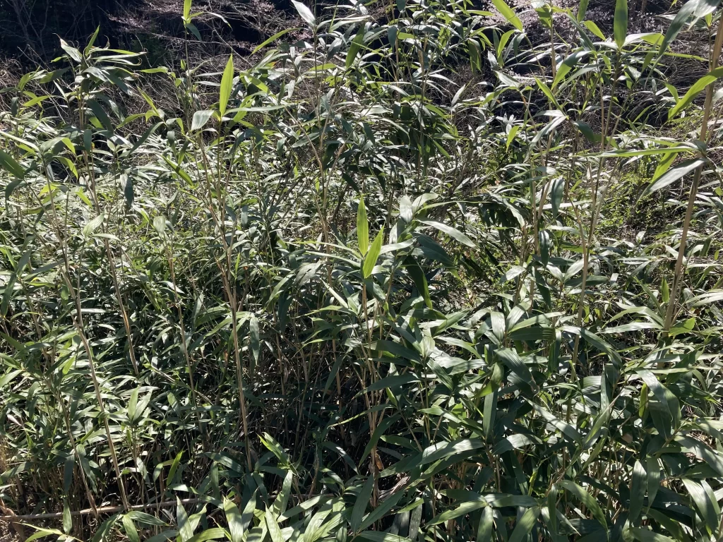 無料配布されている笹の葉