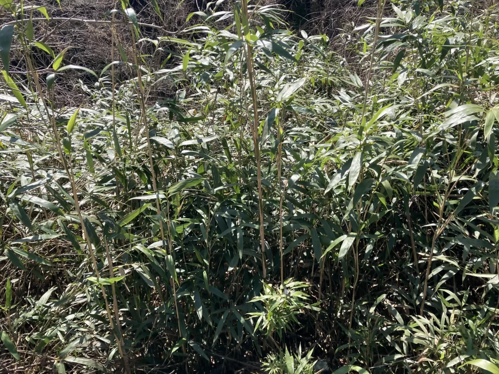 公共施設で貰える笹の葉