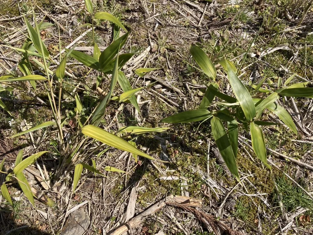 神社で貰える笹の葉
