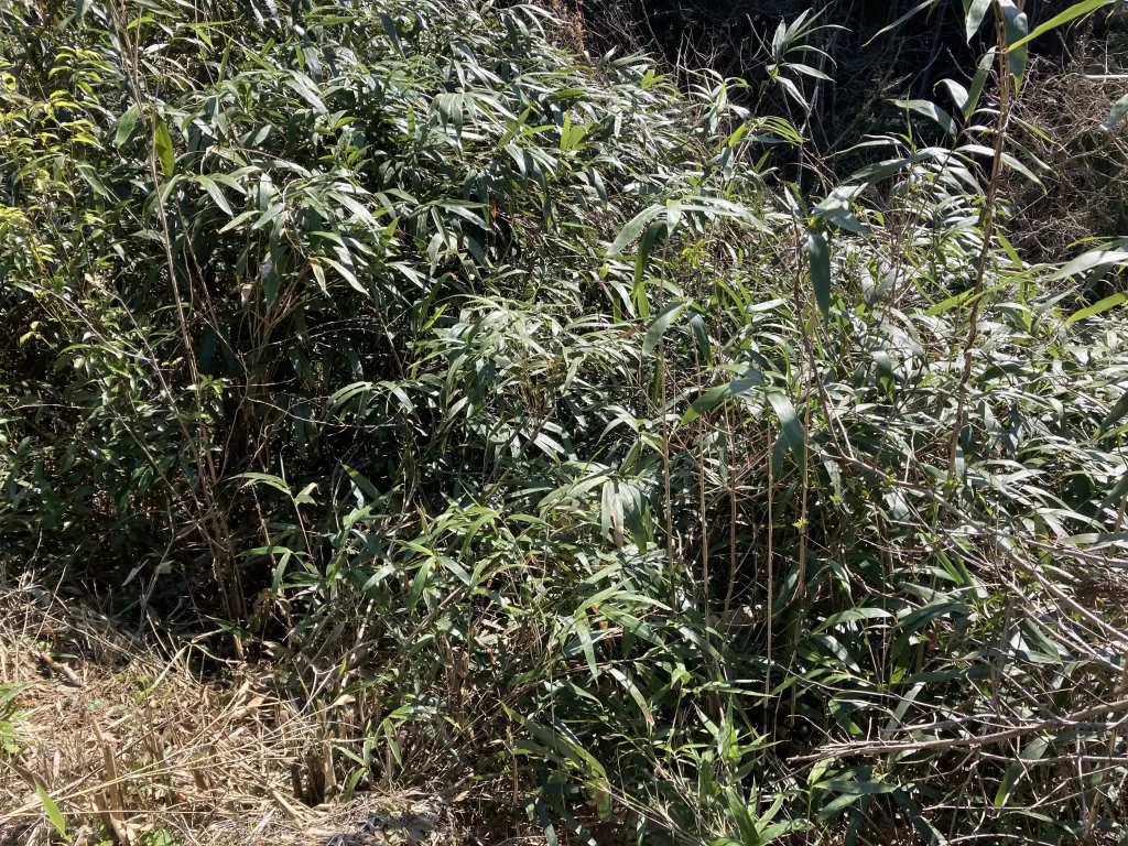 無料で手に入る笹は少し小さい